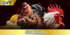 Cách nuôi gà đá