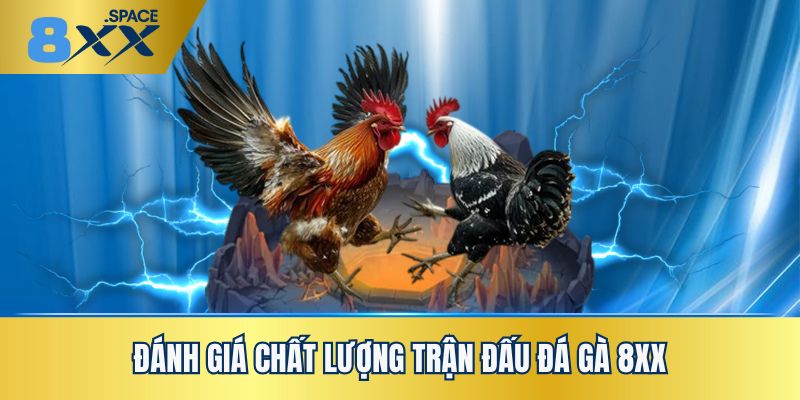 Nhận xét về chất lượng các trận đấu đá gà 8XX từ cộng đồng