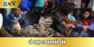 gà chọi C1