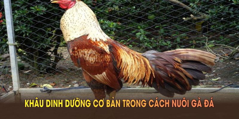 Khâu dinh dưỡng cơ bản trong cách nuôi gà đá để tối ưu sức khỏe